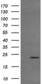 RHOJ Antibody in Western Blot (WB)