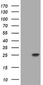 RHOJ Antibody in Western Blot (WB)