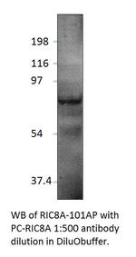 RIC8A Polyclonal Antibody
