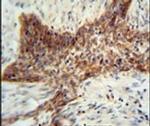 RILPL2 Antibody in Immunohistochemistry (IHC)