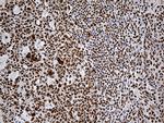 RING1 Antibody in Immunohistochemistry (Paraffin) (IHC (P))