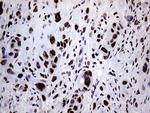 RING1 Antibody in Immunohistochemistry (Paraffin) (IHC (P))