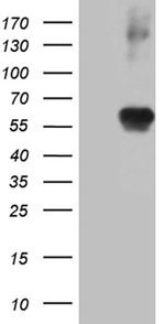 RING1 Antibody in Western Blot (WB)