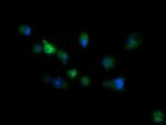 RIOK2 Antibody in Immunocytochemistry (ICC/IF)
