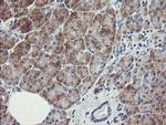 RIOK2 Antibody in Immunohistochemistry (Paraffin) (IHC (P))