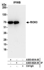 RIOK3 Antibody in Western Blot (WB)