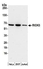 RIOK3 Antibody in Western Blot (WB)