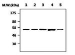 RIP2 Antibody in Western Blot (WB)
