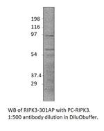 RIPK3 Polyclonal Antibody