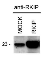 PEBP1 Antibody in Western Blot (WB)