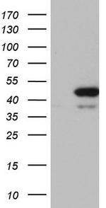 RMND5A Antibody in Western Blot (WB)