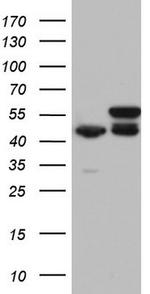 RMND5A Antibody in Western Blot (WB)