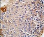 RMND5B Antibody in Immunohistochemistry (IHC)