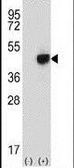 RMND5B Antibody in Western Blot (WB)