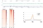 Phospho-RNA pol II CTD (Ser2) Antibody in CUT&RUN (CUT&RUN)