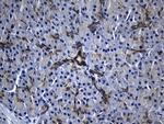 RNASE11 Antibody in Immunohistochemistry (Paraffin) (IHC (P))