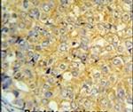 RNaseK Antibody in Immunohistochemistry (IHC)