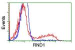 RND1 Antibody in Flow Cytometry (Flow)