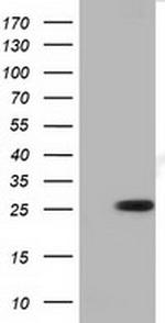 RND1 Antibody in Western Blot (WB)