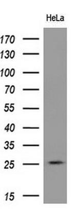 RND1 Antibody in Western Blot (WB)