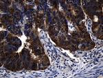 RNF14 Antibody in Immunohistochemistry (Paraffin) (IHC (P))