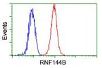 RNF144B Antibody in Flow Cytometry (Flow)