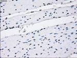RNF144B Antibody in Immunohistochemistry (Paraffin) (IHC (P))