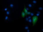 RNF39 Antibody in Immunocytochemistry (ICC/IF)
