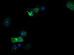 RNF39 Antibody in Immunocytochemistry (ICC/IF)