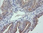RNF39 Antibody in Immunohistochemistry (Paraffin) (IHC (P))