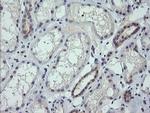 RNF39 Antibody in Immunohistochemistry (Paraffin) (IHC (P))