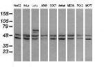RNF39 Antibody in Western Blot (WB)