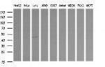 RNF39 Antibody in Western Blot (WB)