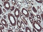 RNH1 Antibody in Immunohistochemistry (Paraffin) (IHC (P))