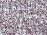 RNH1 Antibody in Immunohistochemistry (Paraffin) (IHC (P))