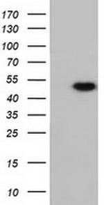 RNH1 Antibody in Western Blot (WB)