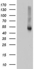 RNH1 Antibody in Western Blot (WB)