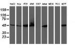 RNH1 Antibody in Western Blot (WB)