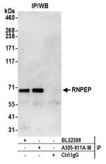 RNPEP Antibody in Western Blot (WB)