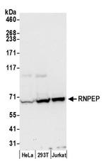 RNPEP Polyclonal Antibody