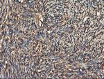 RNPEP Antibody in Immunohistochemistry (Paraffin) (IHC (P))