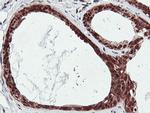 RNPEP Antibody in Immunohistochemistry (Paraffin) (IHC (P))