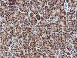 RNPEP Antibody in Immunohistochemistry (Paraffin) (IHC (P))