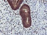 RNPEP Antibody in Immunohistochemistry (Paraffin) (IHC (P))