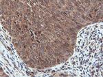 RNPEP Antibody in Immunohistochemistry (Paraffin) (IHC (P))