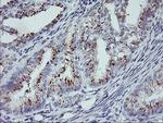 RNPEP Antibody in Immunohistochemistry (Paraffin) (IHC (P))