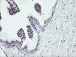 RNPEP Antibody in Immunohistochemistry (Paraffin) (IHC (P))