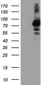 RNPEP Antibody in Western Blot (WB)