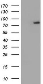 RNPEP Antibody in Western Blot (WB)