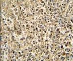 RNASET2 Antibody in Immunohistochemistry (IHC)